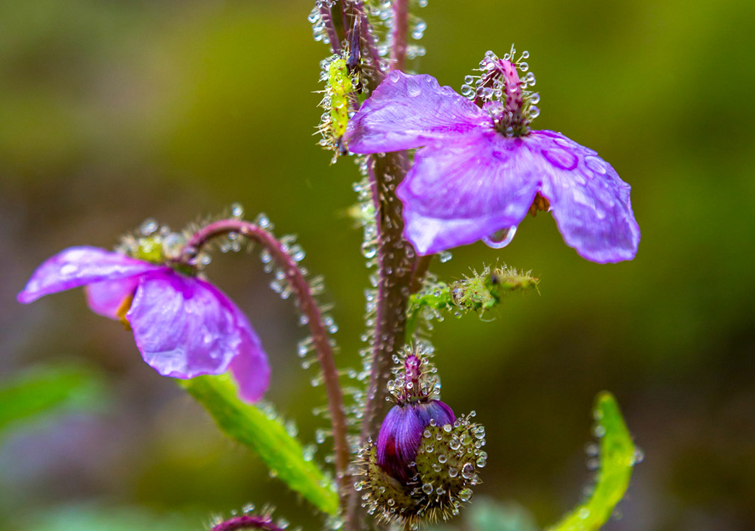 Bhutan's national flower, the blue poppy